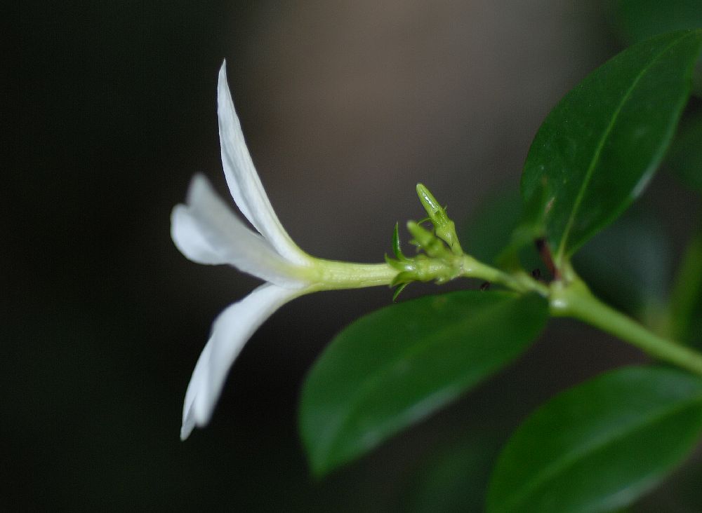 Apocynaceae Carissa macrocarpa