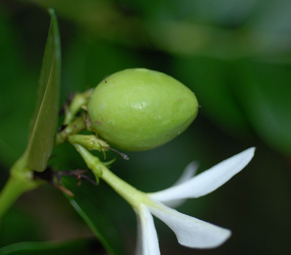 Apocynaceae Carissa macrocarpa