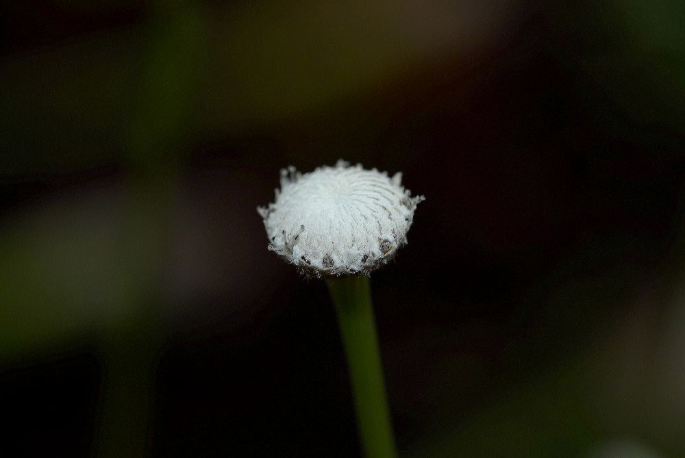 Eriocaulaceae Eriocaulon decangulare