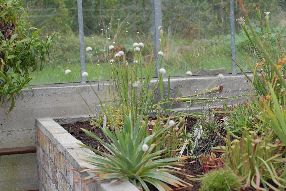 Eriocaulaceae Eriocaulon decangulare