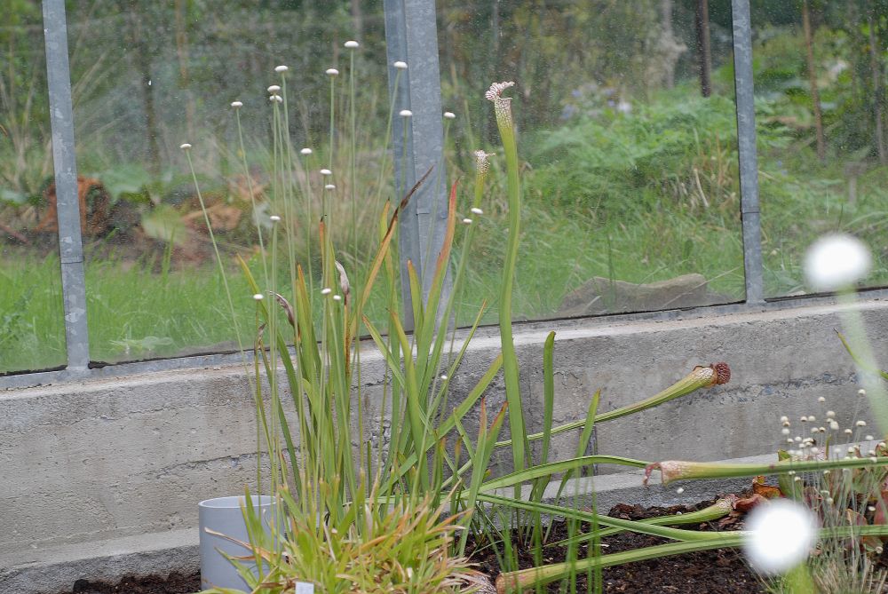 Eriocaulaceae Eriocaulon decangulare