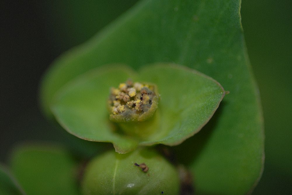 Euphorbiaceae Euphorbia bubalina