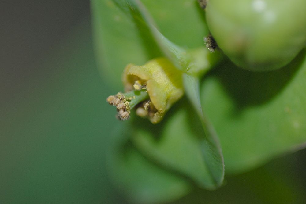 Euphorbiaceae Euphorbia bubalina