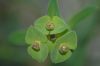 image of Euphorbia bubalina