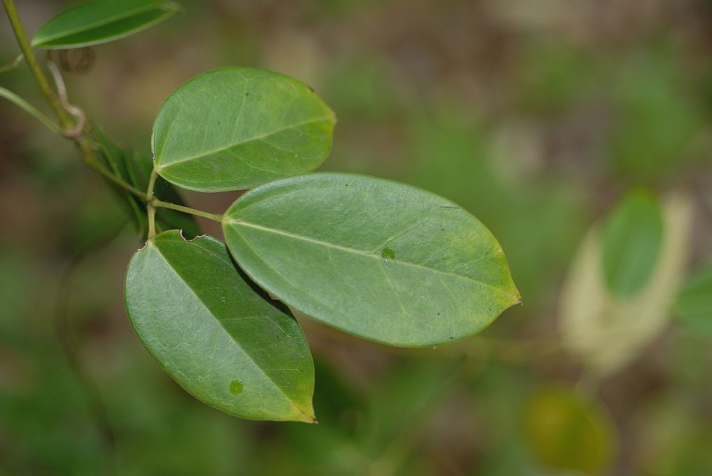 Lardizabalaceae Holboellia acuminata