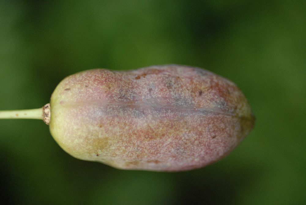 Lardizabalaceae Holboellia acuminata