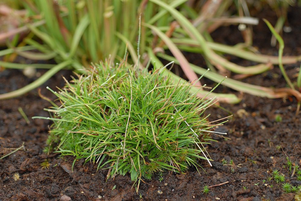Eriocaulaceae Lachnocaulon anceps