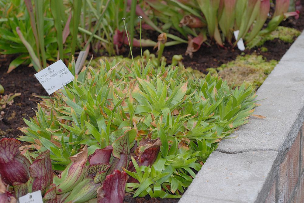 Eriocaulaceae Paepalanthus costaricensis