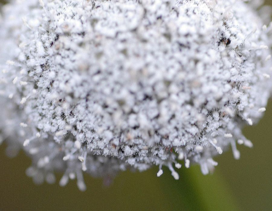 Eriocaulaceae Paepalanthus costaricensis