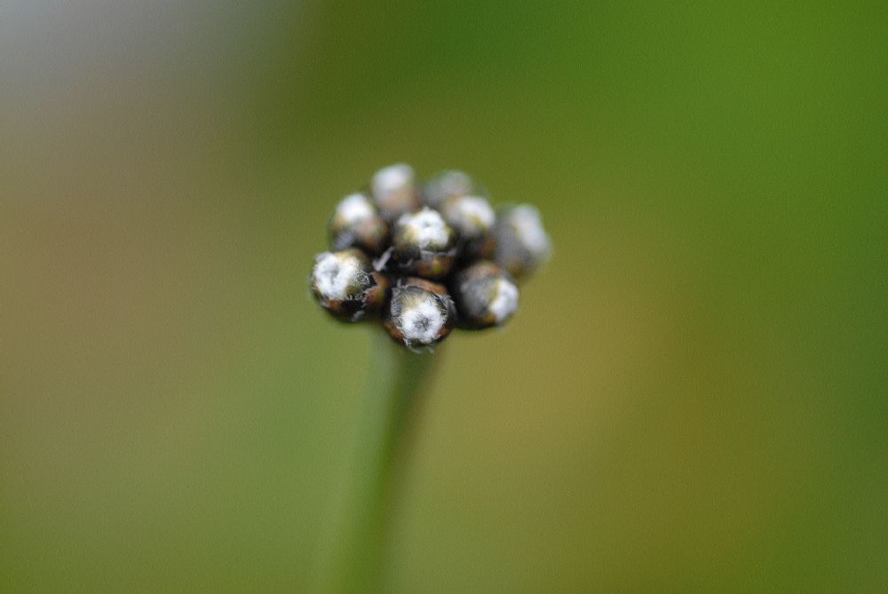 Eriocaulaceae Paepalanthus mortela