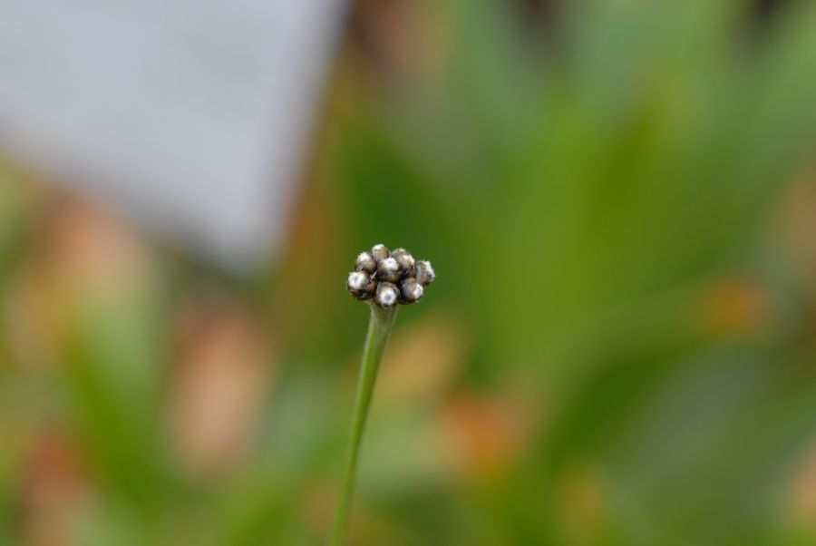 Eriocaulaceae Paepalanthus mortela