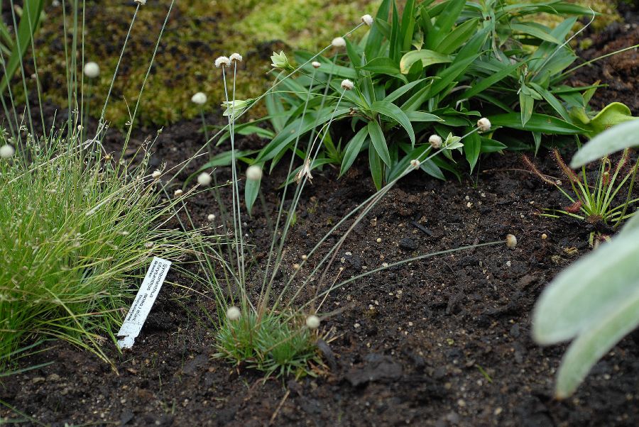 Eriocaulaceae Syngonanthus chrysanthus