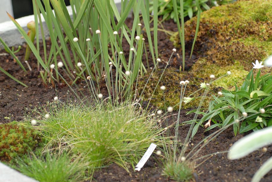 Eriocaulaceae Syngonanthus chrysanthus