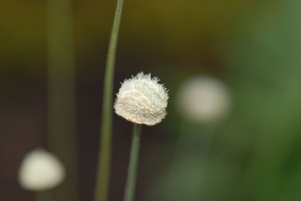 Eriocaulaceae Syngonanthus chrysanthus