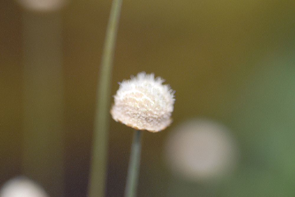 Eriocaulaceae Syngonanthus chrysanthus