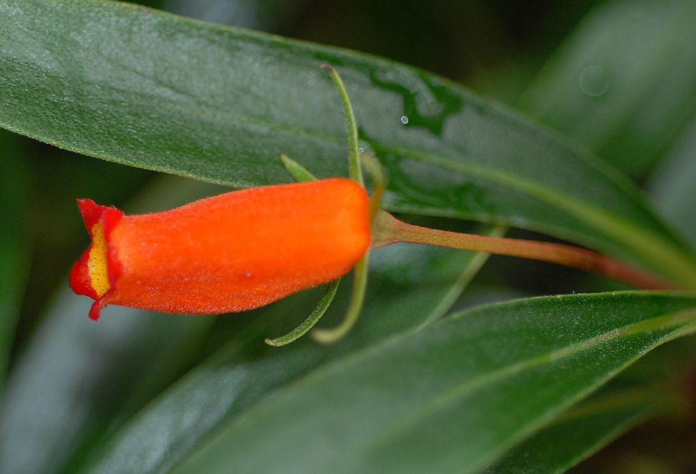 Gesneriaceae Gloxinia sylvatica