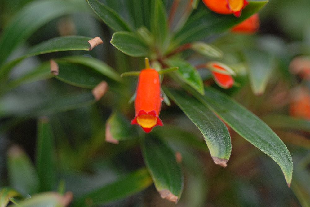 Gesneriaceae Gloxinia sylvatica