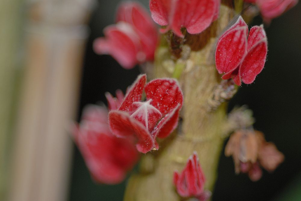 Malvaceae Goethea strictiflora