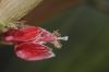 image of Goethea strictiflora