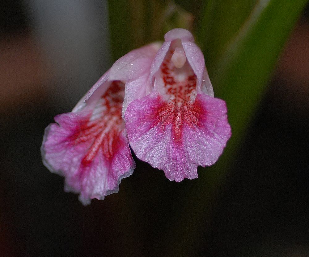 Zingiberaceae Kaempferia pandurata