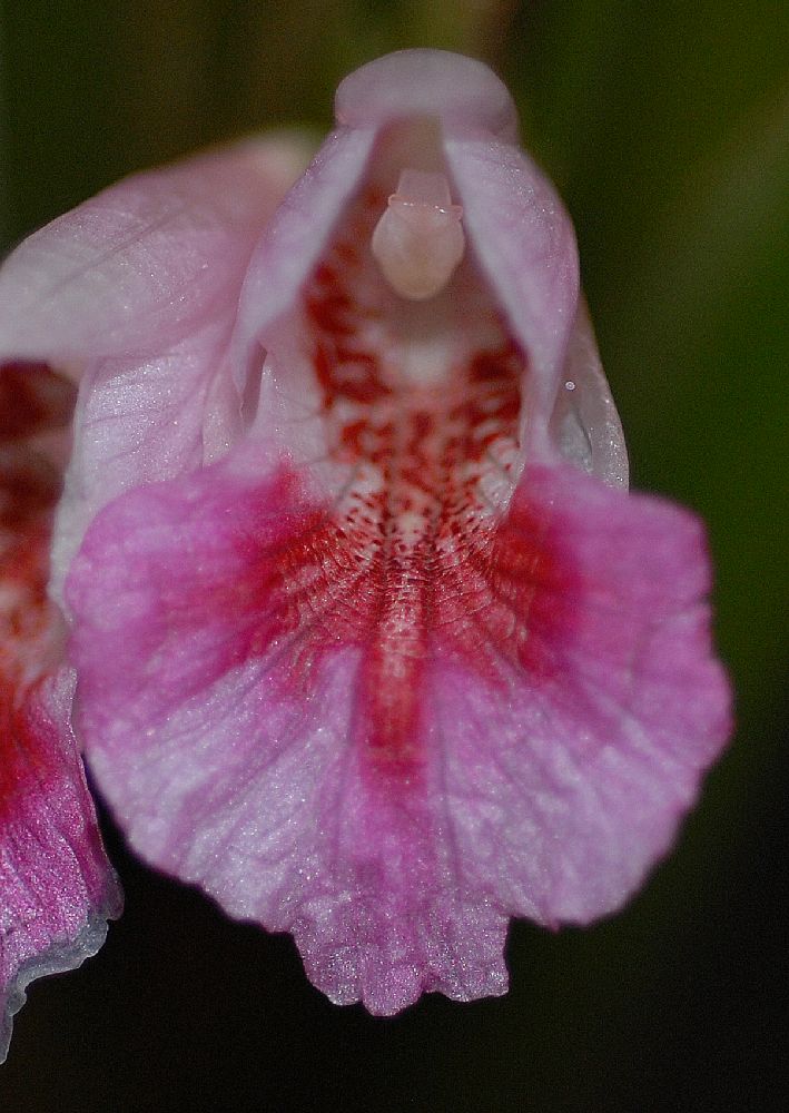 Zingiberaceae Kaempferia pandurata