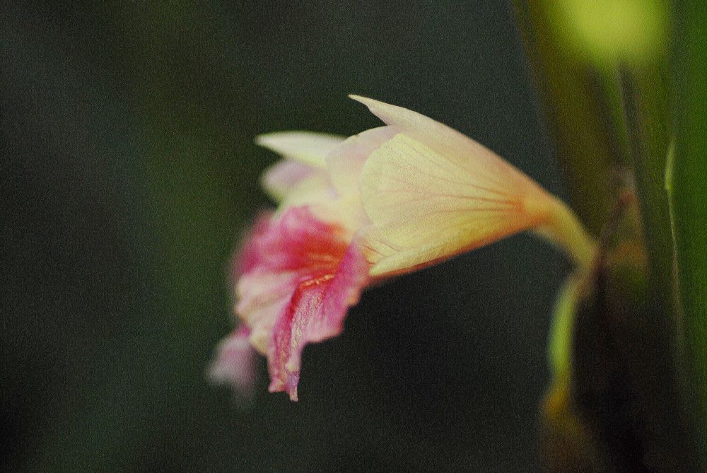 Zingiberaceae Kaempferia pandurata