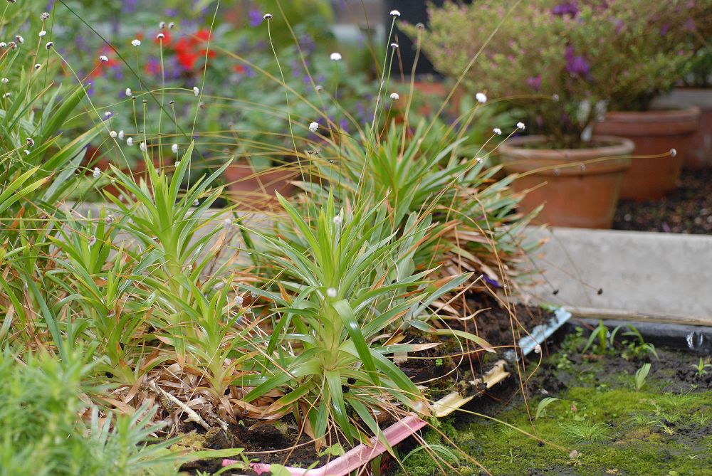 Eriocaulaceae Paepalanthus macropodus