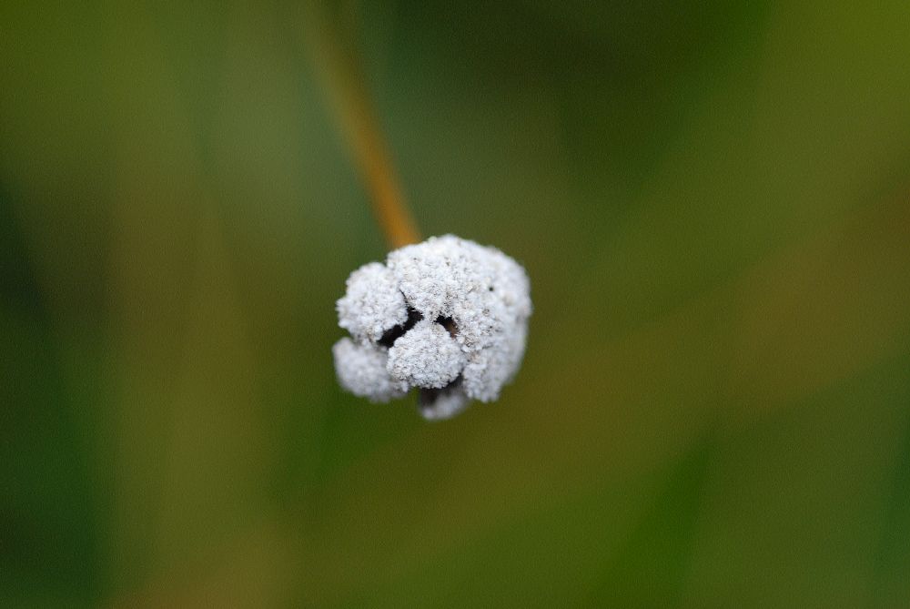 Eriocaulaceae Paepalanthus macropodus