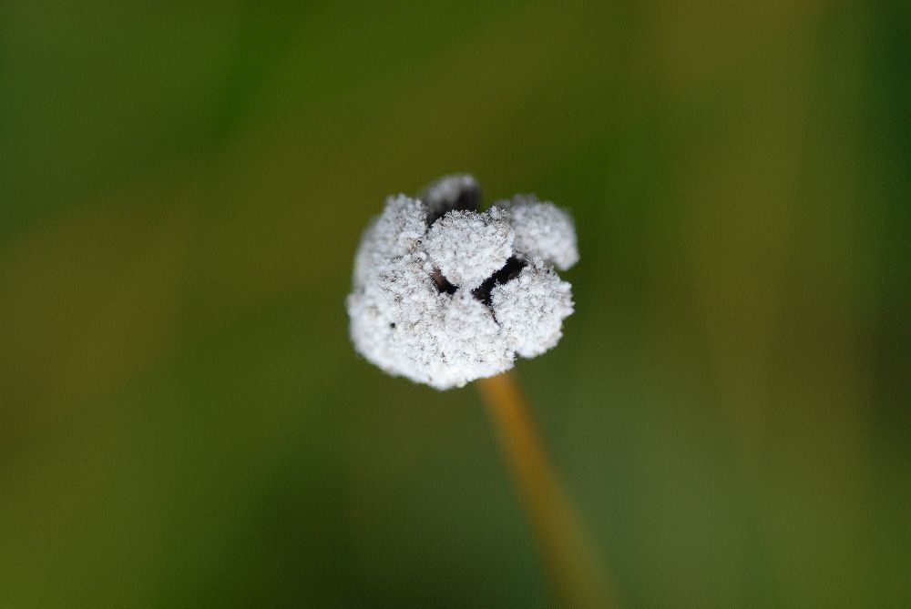 Eriocaulaceae Paepalanthus macropodus