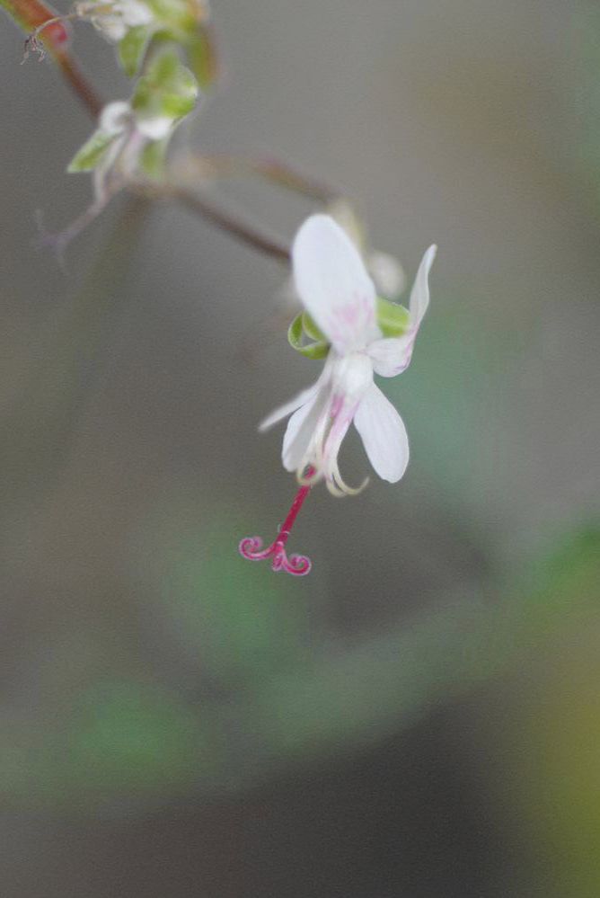 Geraniaceae Pelargonium crithmifolium