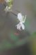 image of Pelargonium crithmifolium
