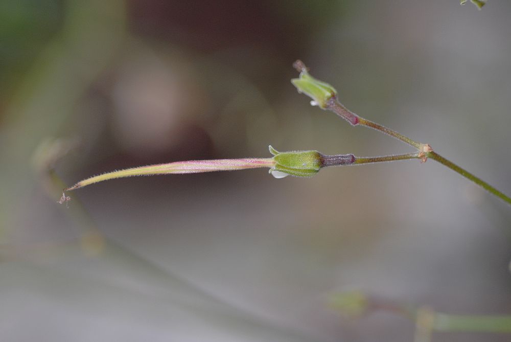 Geraniaceae Pelargonium crithmifolium