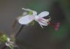 image of Pelargonium crithmifolium