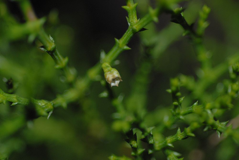 Cupressaceae Actinostrobus acuminata