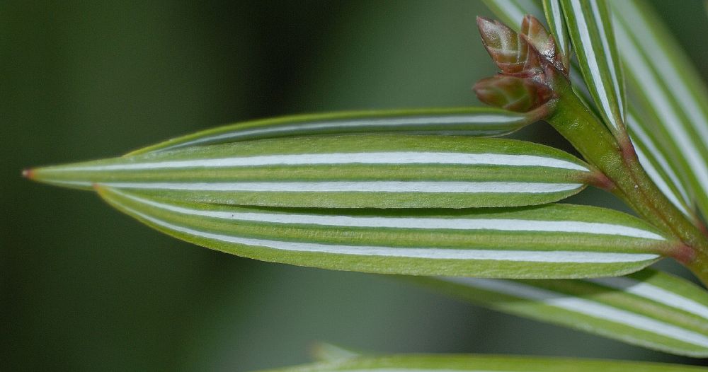 Cephalotaxaceae Amentotaxus 