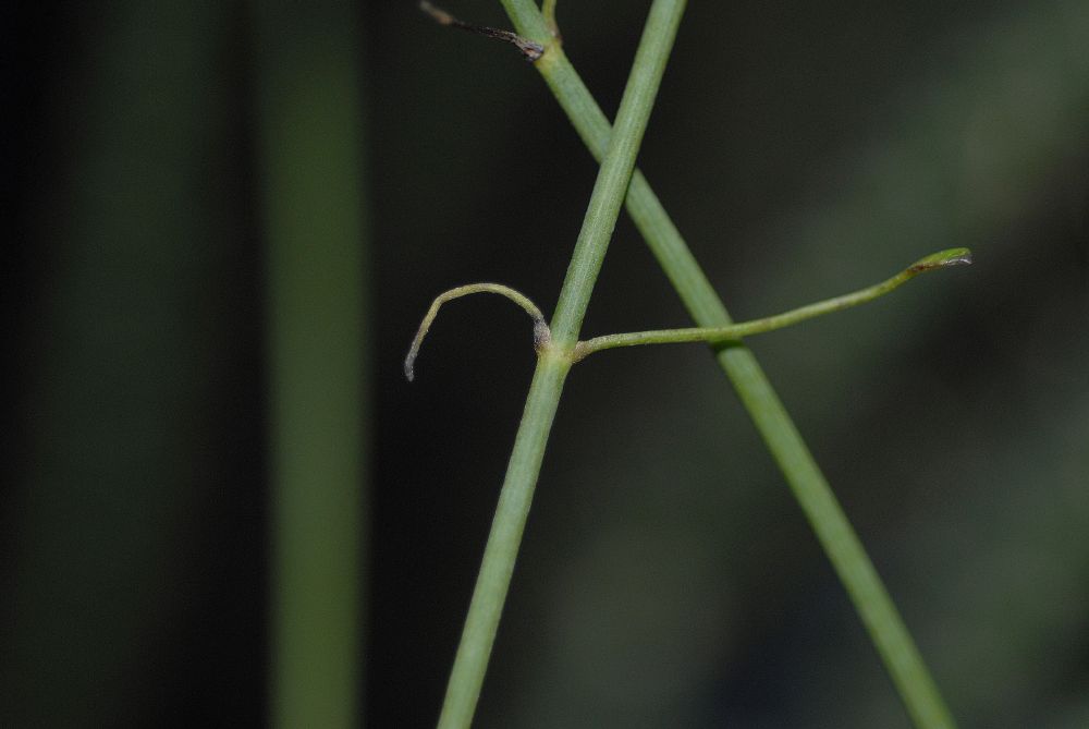Ranunculaceae Clematis afoliata