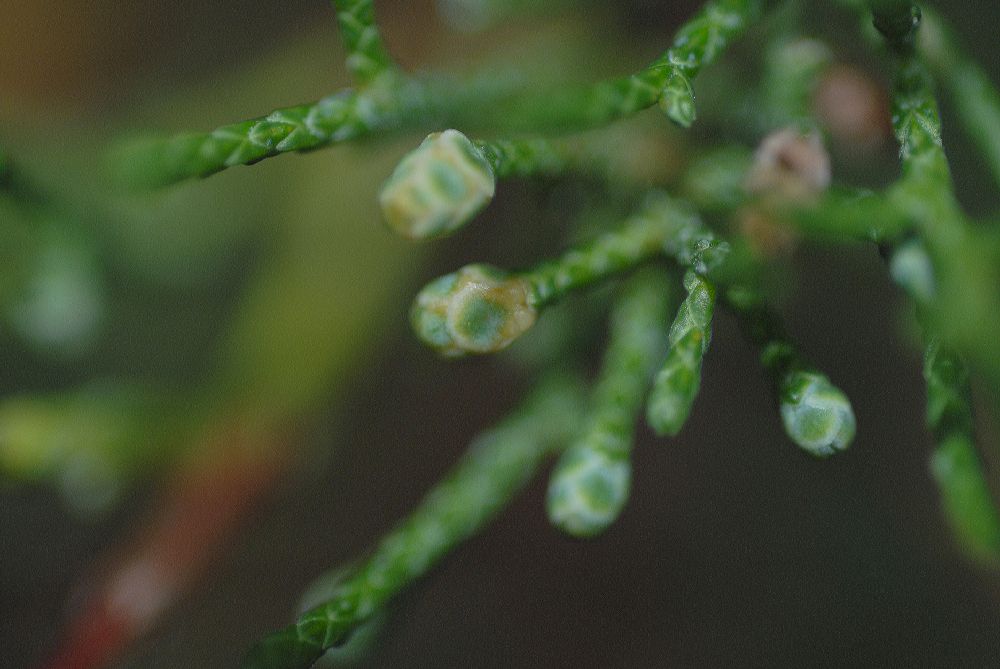 Cupressaceae Juniperus excelsa