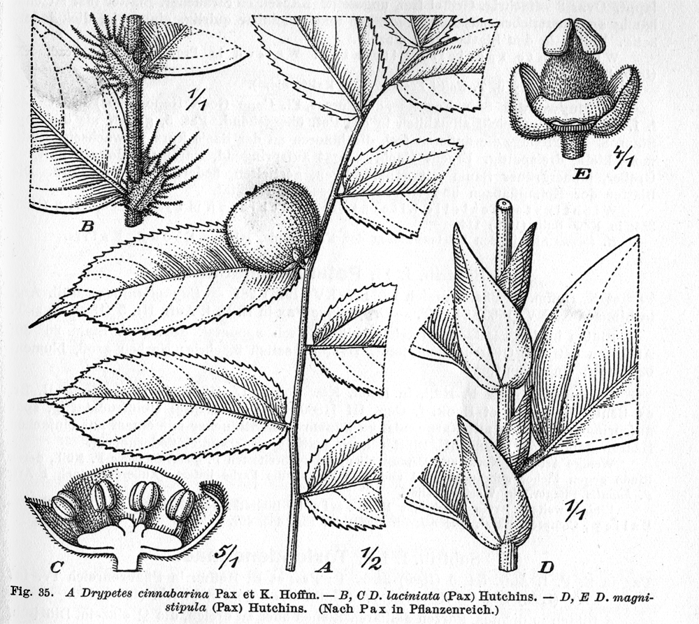 Putranjivaceae Drypetes cinnabarina