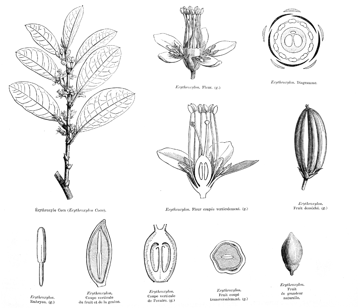 Erythroxylaceae Erythroxylum 