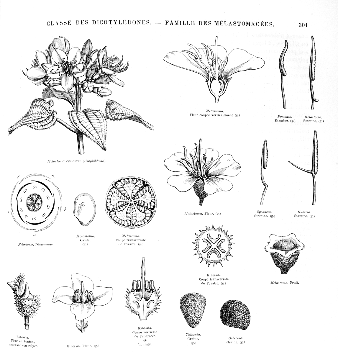 Melastomataceae  