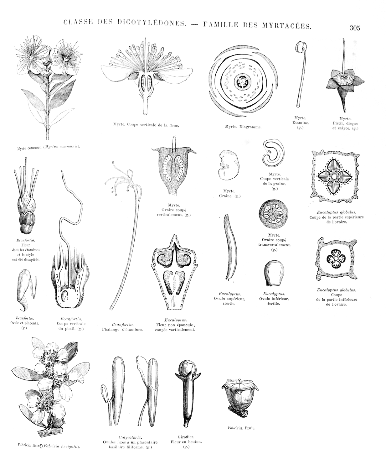 Myrtaceae  