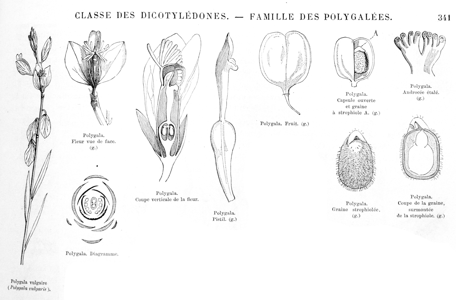 Polygalaceae polygala 