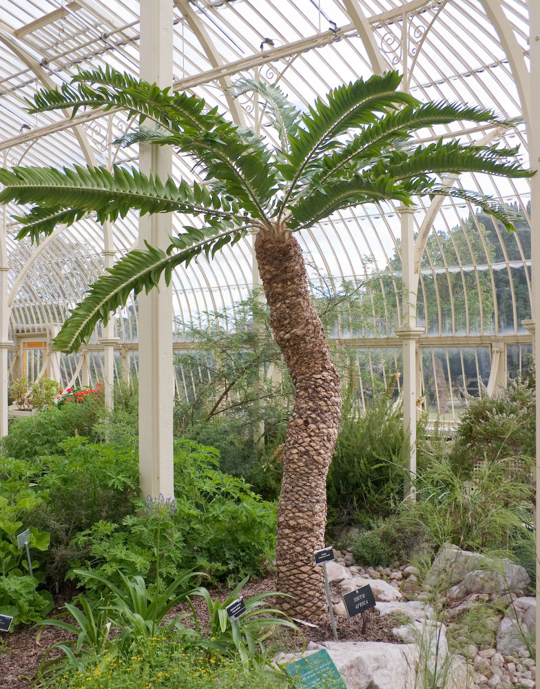 Zamiaceae Encephalartos woodii
