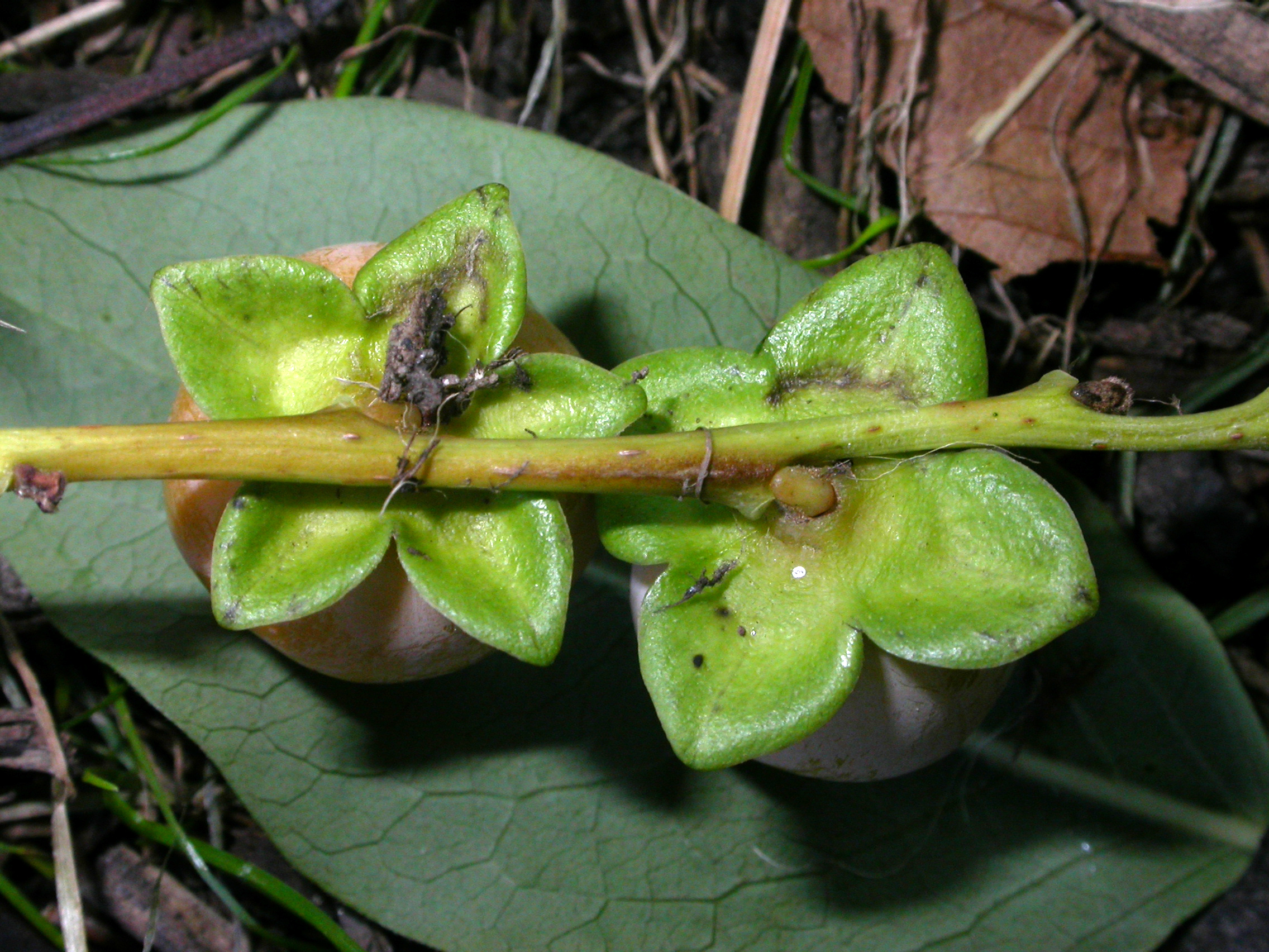Ebenaceae Diospyros lotus