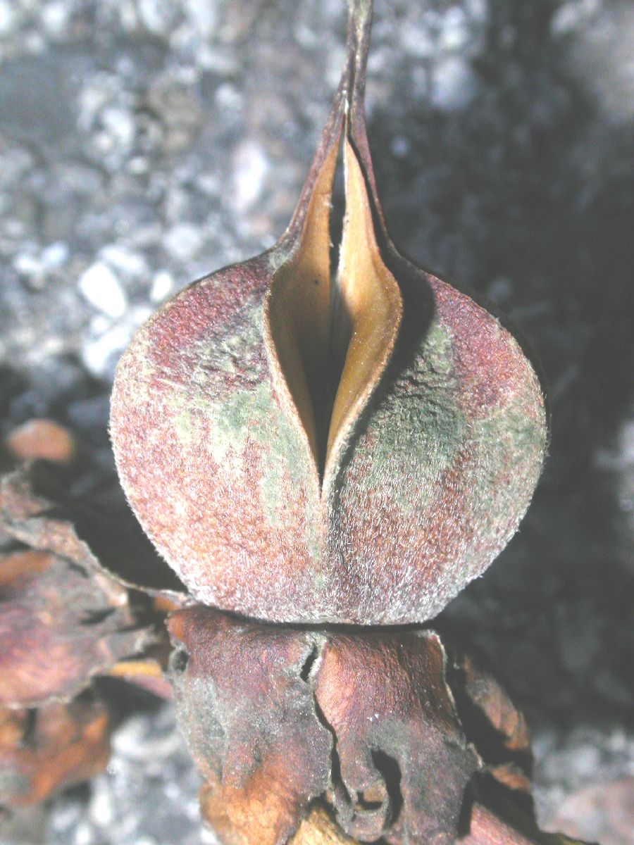 Theaceae Stewartia rostrata