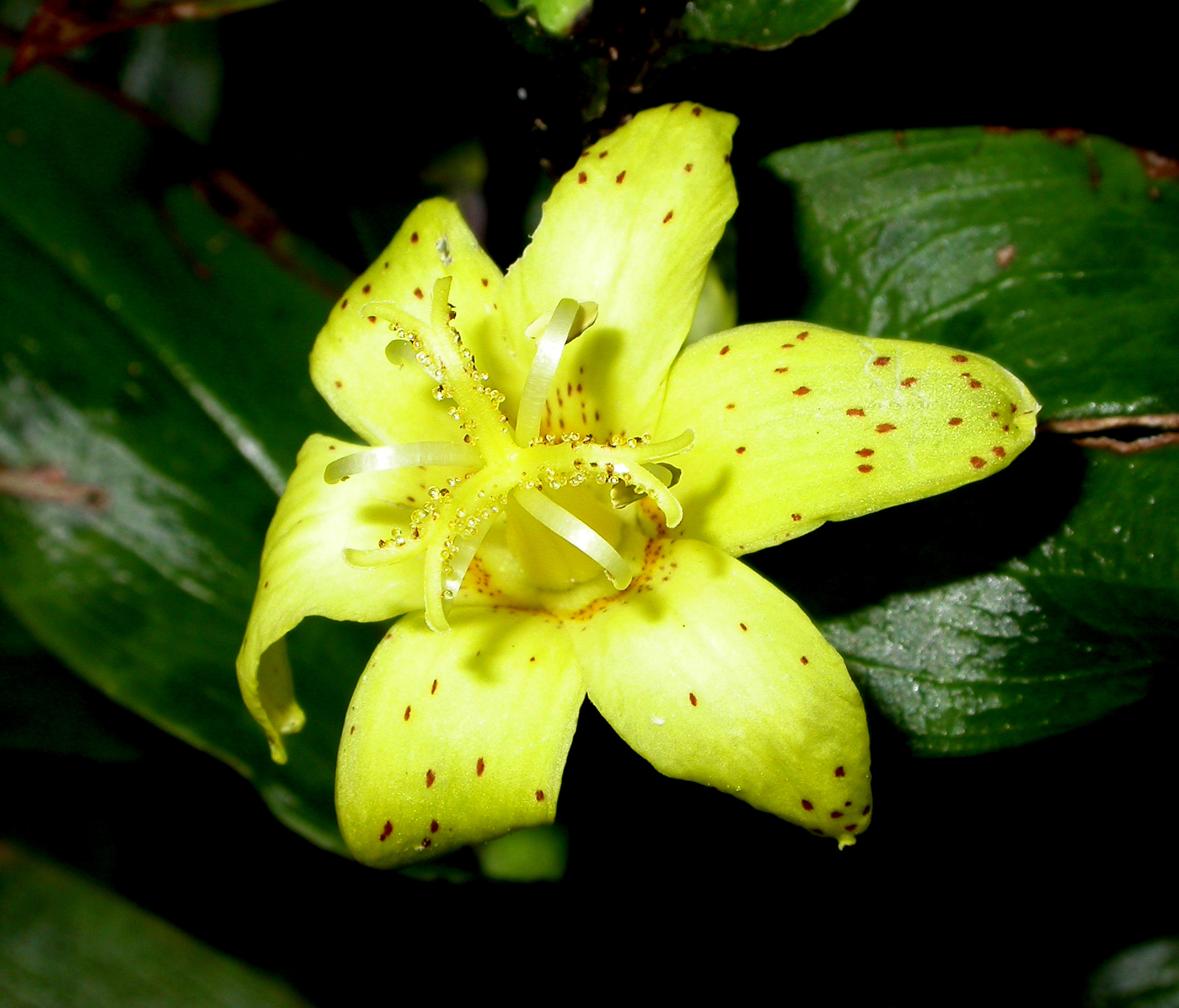 Liliaceae Tricyrtis flava