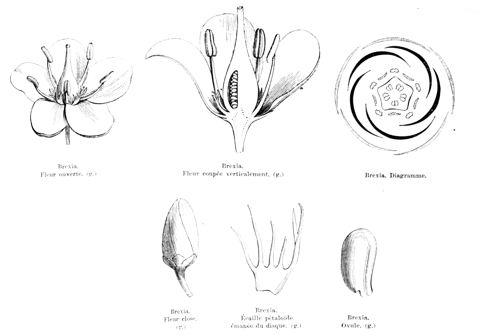 Celastraceae Brexia 
