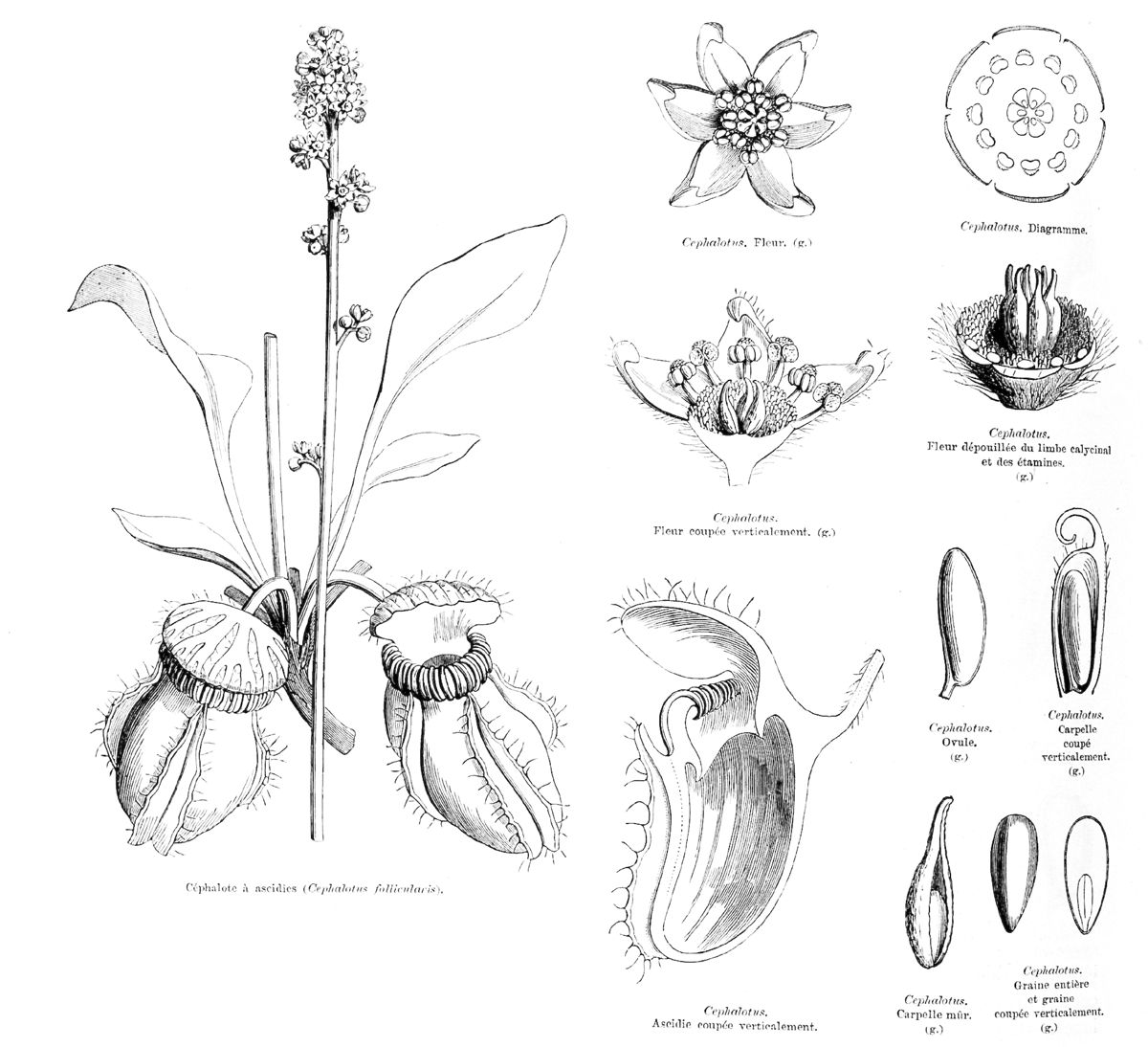 Cephalotaceae Cephalotus 
