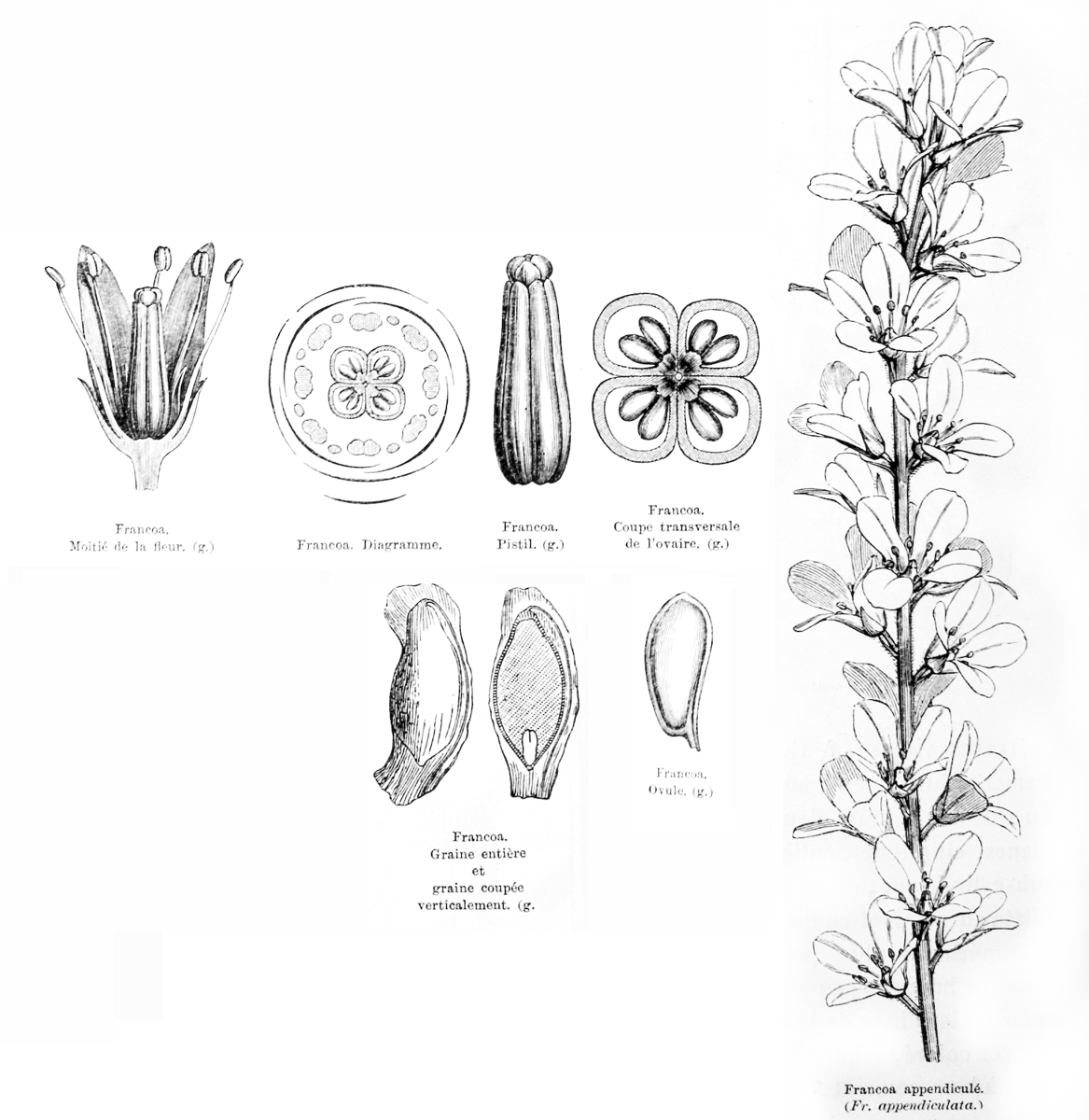Francoaceae Francoa 