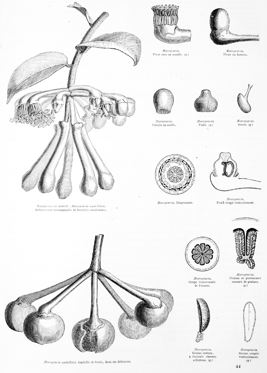Marcgraviaceae Marcgravia 